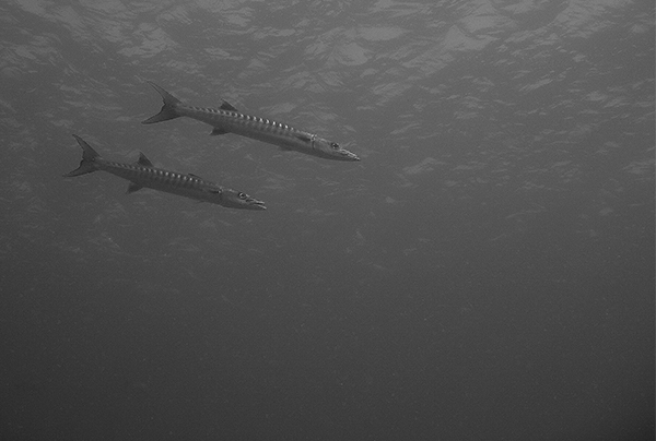 barracudas